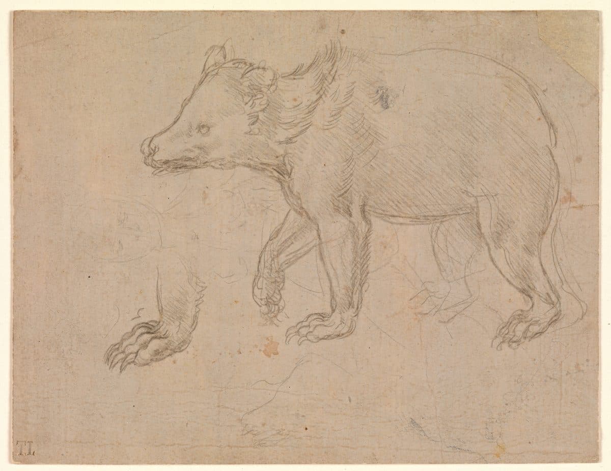 A Bear Walking by Leonardo da Vinci