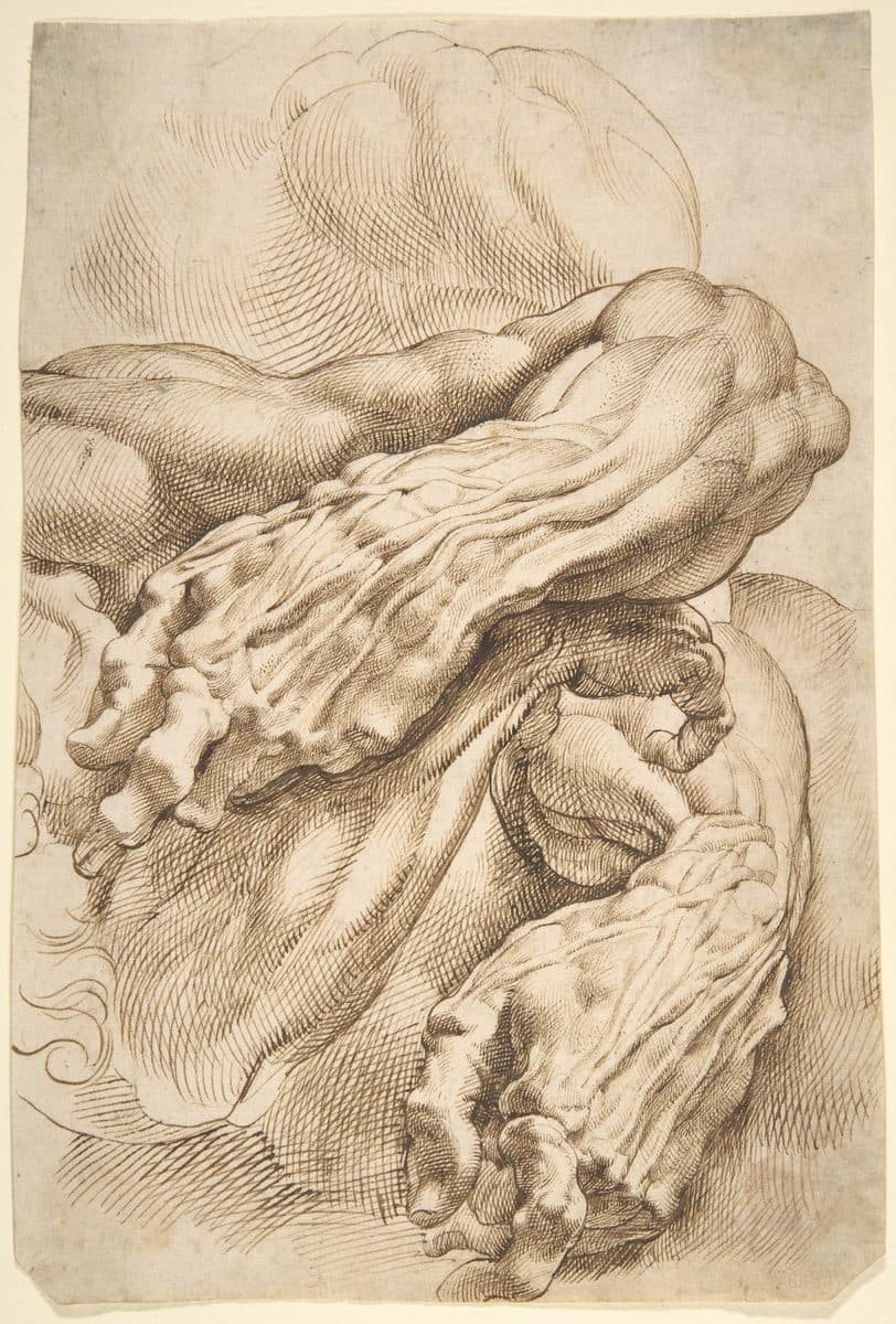 Anatomical Studies: a left forearm in two positions and a right forearm by Peter Paul Rubens