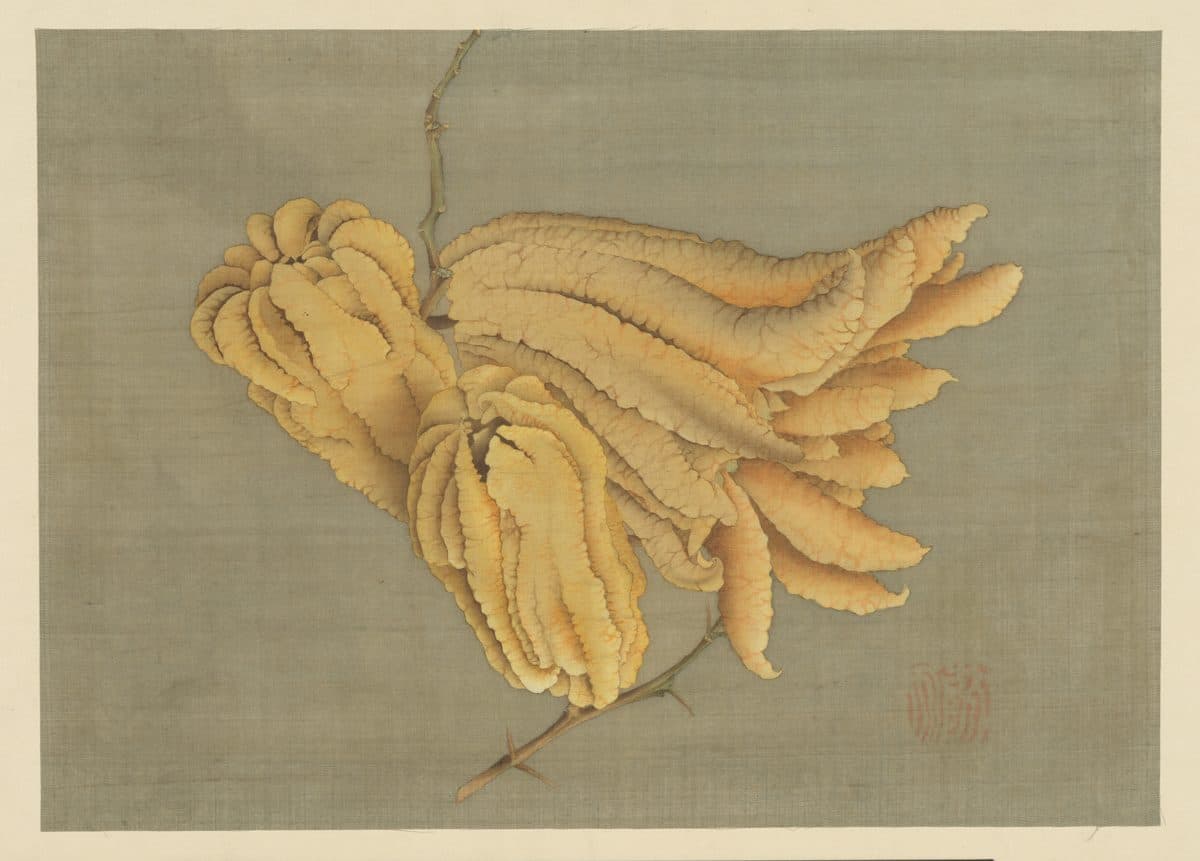 Buddha’s Hand Citron (Busshukan) by Katsushika Hokusai
