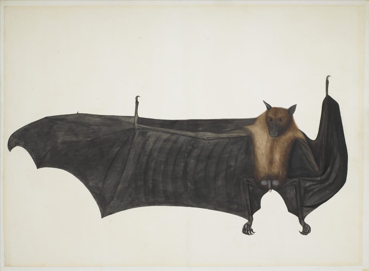 Great Indian Fruit Bat by Bhawani Das
