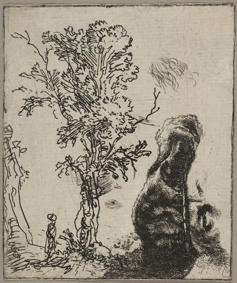 Sheet with Two Studies: A Tree and the Upper Part of a Head of Rembrandt Wearing a Velvet Cap by Rembrandt (Rembrandt van Rijn)
