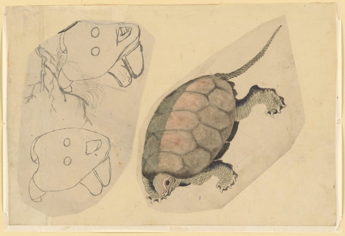 Two Sketches: One of a Turtle, the Other of Two Unidentified Objects by Katsushika Hokusai