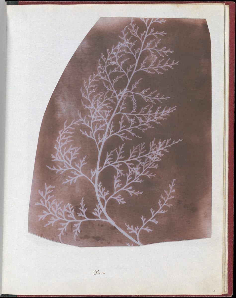 Wrack by William Henry Fox Talbot