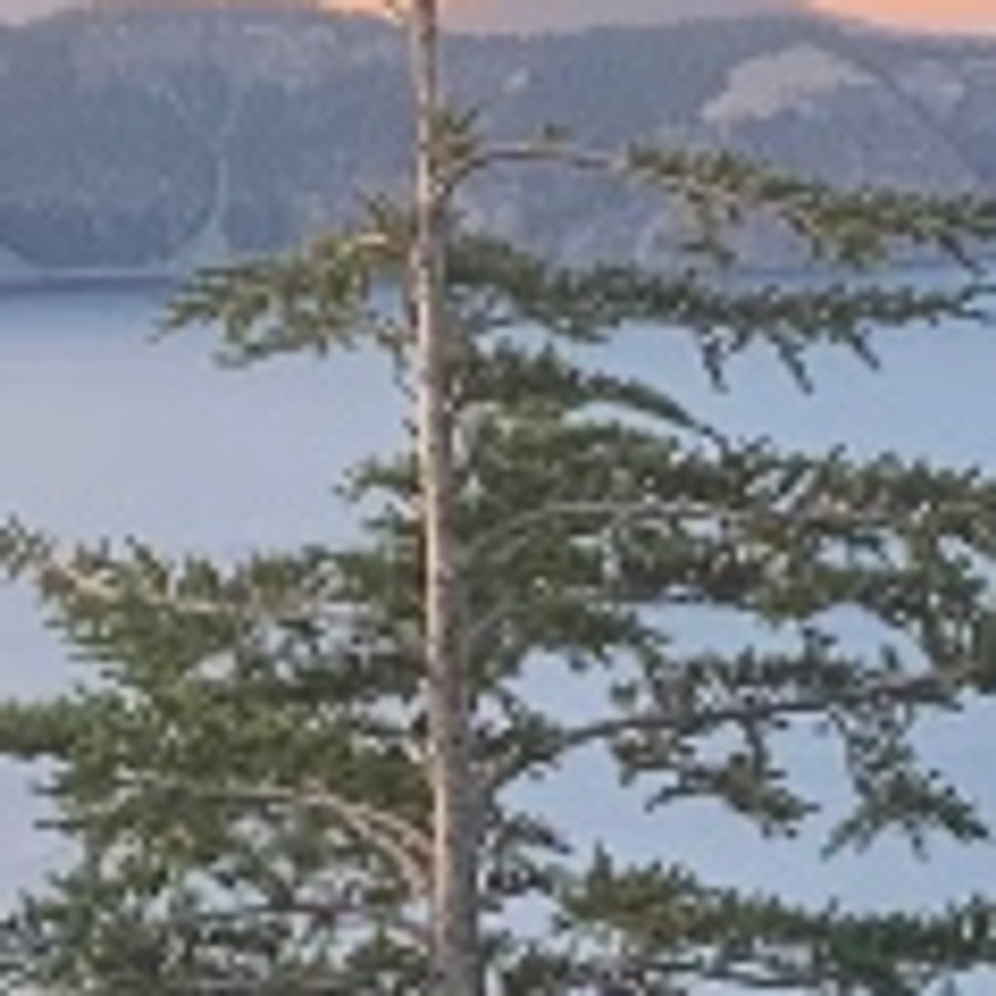 Phone photo, same region, at print scale
