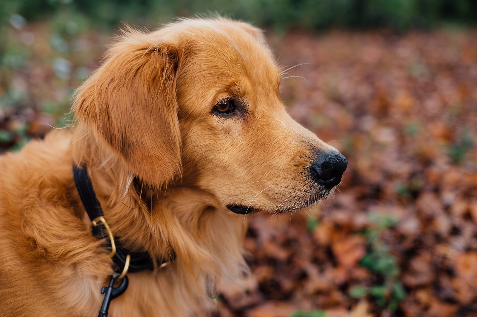 A golden retriever in profile against a softly blurred outdoor background, shown in a digital frame preview