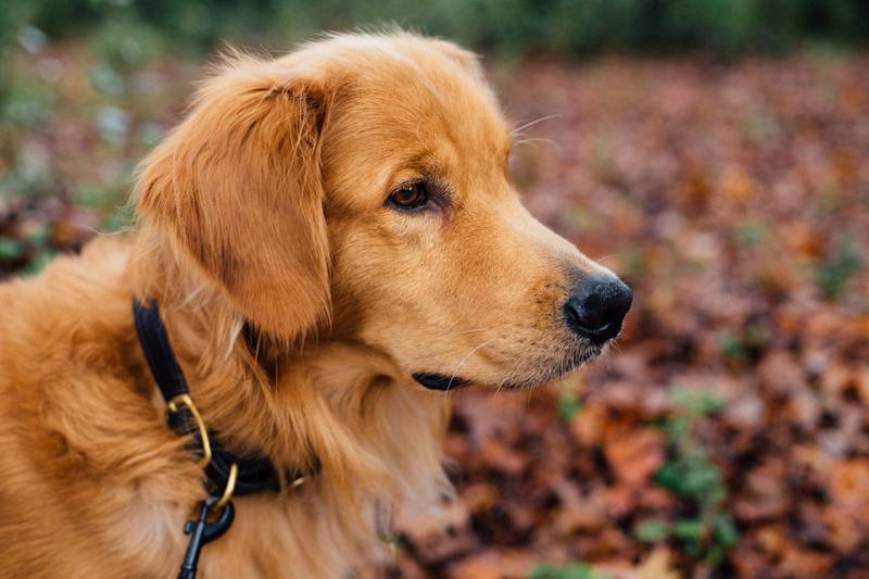 A golden retriever in profile against a softly blurred outdoor background, reduced demonstration input